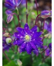 Aquilegia vulgaris 'Clementine Blue'