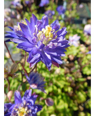 Aquilegia vulgaris 'Clementine Blue'