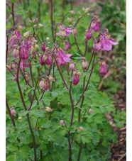 Aquilegia vulgaris 'Heidi'