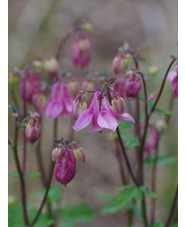 Aquilegia vulgaris 'Heidi'