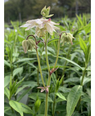 Aquilegia vulgaris var. stellata 'Greenapples'