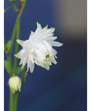 Aquilegia vulgaris var. stellata 'Greenapples'