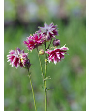 Aquilegia vulgaris var. stellata 'Nora Barlow'