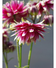 Aquilegia vulgaris var. stellata 'Nora Barlow'