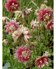 Aquilegia vulgaris var. stellata 'Nora Barlow'