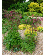 Aquilegia vulgaris var. stellata 'Ruby Port'