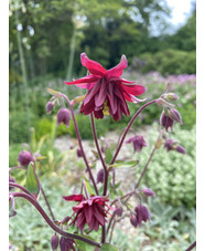 Aquilegia vulgaris var. stellata 'Ruby Port'