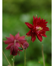 Aquilegia vulgaris var. stellata 'Ruby Port'