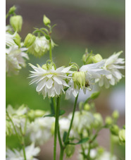 Aquilegia vulgaris var. stellata 'White Barlow'