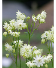 Aquilegia vulgaris var. stellata 'White Barlow'