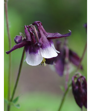 Aquilegia vulgaris 'William Guiness'