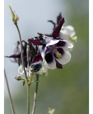 Aquilegia vulgaris 'William Guiness'