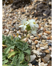 Arabis alpina subsp. caucasica 'Pixie Cream'