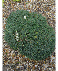 Arabis alpina subsp. caucasica 'Pixie Cream'