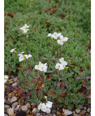 Arabis alpina subsp. caucasica 'Pixie Cream'