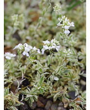 Arabis procurrens 'Variegata'