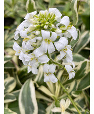 Arabis procurrens 'Variegata'