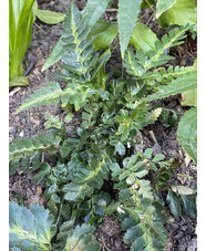 Arachniodes aristata 'Variegata'