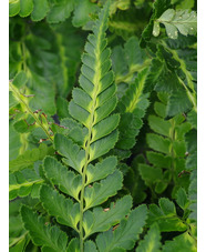 Arachniodes aristata 'Variegata'