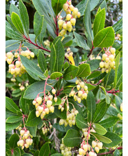 Arbutus unedo 'Compacta'