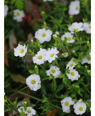 Arenaria montana