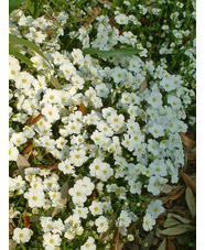 Arenaria montana