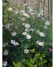 Argyranthemum frutescens