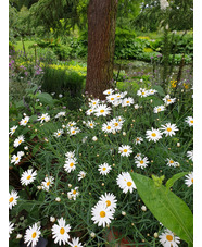 Argyranthemum frutescens
