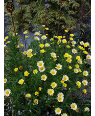 Argyranthemum 'Jamaica Primrose' 