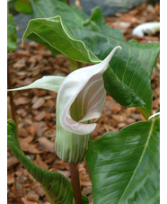 Arisaema candidissimum 