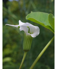 Arisaema candidissimum 