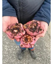 Arisaema candidissimum (DB)