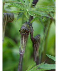 Arisaema ciliatum