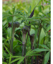 Arisaema ciliatum