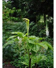 Arisaema tortuosum