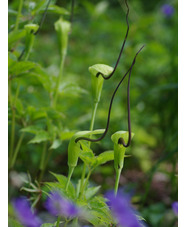 Arisaema tortuosum