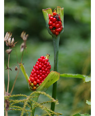 Arisaema tortuosum