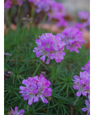 Armeria caespitosa 'Bevan's Variety'