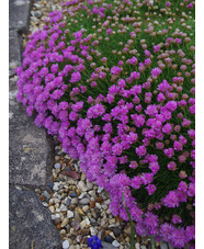 Armeria caespitosa 'Bevan's Variety'