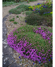 Armeria caespitosa 'Bevan's Variety'