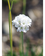 Armeria maritima 'Alba'