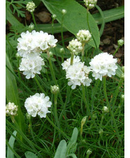 Armeria maritima 'Alba'