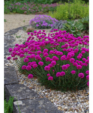 Armeria maritima 'Düsseldorfer Stolz'