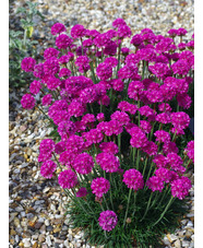 Armeria maritima 'Düsseldorfer Stolz'