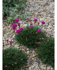 Armeria maritima 'Düsseldorfer Stolz'