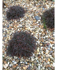 Armeria maritima 'In the Red'