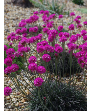 Armeria maritima 'In the Red'