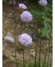 Armeria pungens