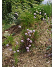 Armeria pungens