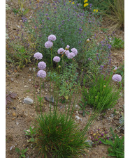 Armeria pungens